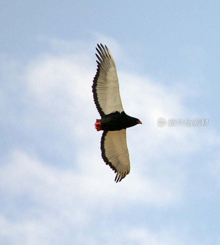 Bateleur Eagle在飞行